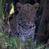 Leopard close-up