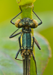 Large Red Damselfly - Pyrrhosoma nymphula RPNP0669
