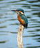 Kingfisher Portrait