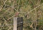 March to April 2014 - Woodlark