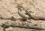 Chesnut-backed Sparrow Lark.
