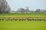 Barnacle Geese