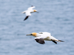 Gannet