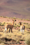 Two young Vicunas, Lake Miscanti, Chile