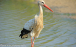 Cigogne blanche