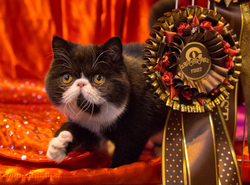 40th Supreme Cat Show NEC Birmingham portfolio