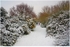 Winter Scene