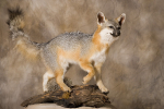 Gray Fox-Ralph Ornelas