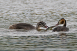 Great Crested Grebes (juvenile & adult) in a tug of war over a fish