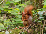 Red Squirrel