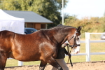 Class 204 - Young Handler 11 to 16 years portfolio