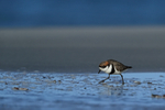 Two-banded Plover looking for food, Sea Lion Island