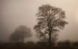 Tree in Mist