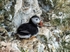 Puffin
