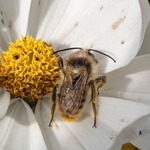 Hairy-footed flower bee ( Anthophora plumipes ♂︎ )