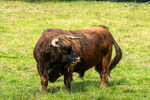 Highland Cow - DSC_8827