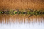Newport Estuary Reeds Pembrokeshire