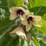 Black henbane (Hyoscyamus niger) 