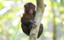 Stump- tailed Macaque