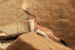 Stoat side view, Duck Island, Alaska