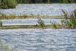 White-tailed Lapwing