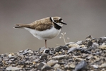 Little Ringed Plover
