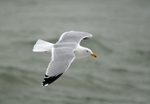 Herring Gull