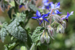 Borage flower, Oxfordshire, UK