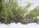 Blue Heron Fish Dinner at O'Shaughnessy reservoir