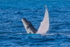 0A3A4091. Mum and calf 2