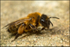 Andrena nigroaenea (f)