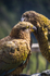 Keas