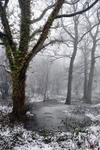 Ivy Tree Swamp