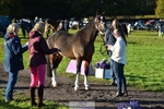 444-REDHILL.SKANDEL-Emma.Stokes-TrotUp+SJ portfolio