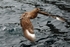 Great Skua
