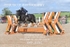 BPP_8281