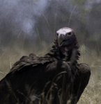 Lappet-faced Vulture