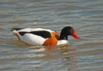 Shelduck