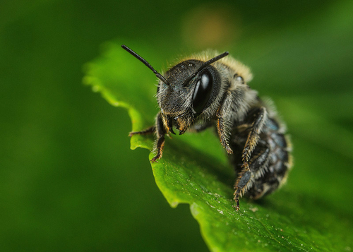 [i]Osmia caerulescens[/i] female. Warwickshire, May 2014. Note bluish iridescence.