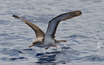 Shearwater