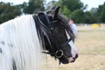 Class 14 Ridden Coloured portfolio