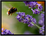 Bee & Lavender