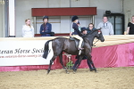 Class 6A Area Ridden Pre-Vet portfolio