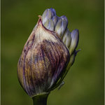 84 Agapanthus 1