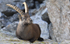 Bouquetin (Mercantour)