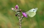 Small White