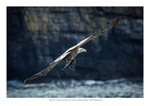 Sea Eagle