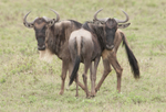 Silly Gnu