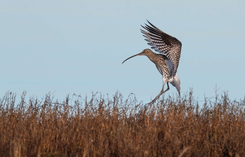 Eurasian Curlew - Dee Estuary - North Wales