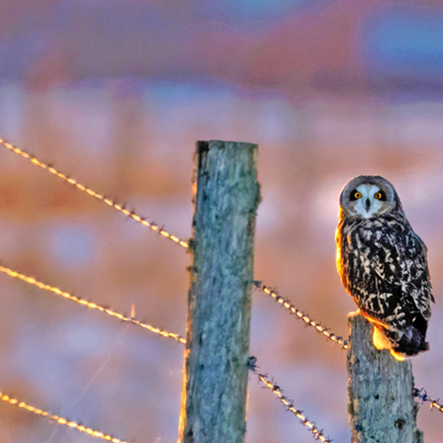 Short-eared owl in hunting mode along a fence line @ Tantramar Marsh, NB, Canada
